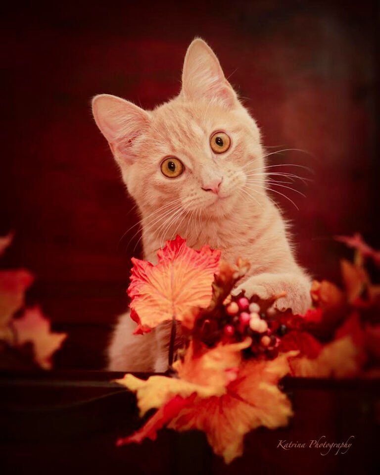 Photo of a cat by Katrina Photography