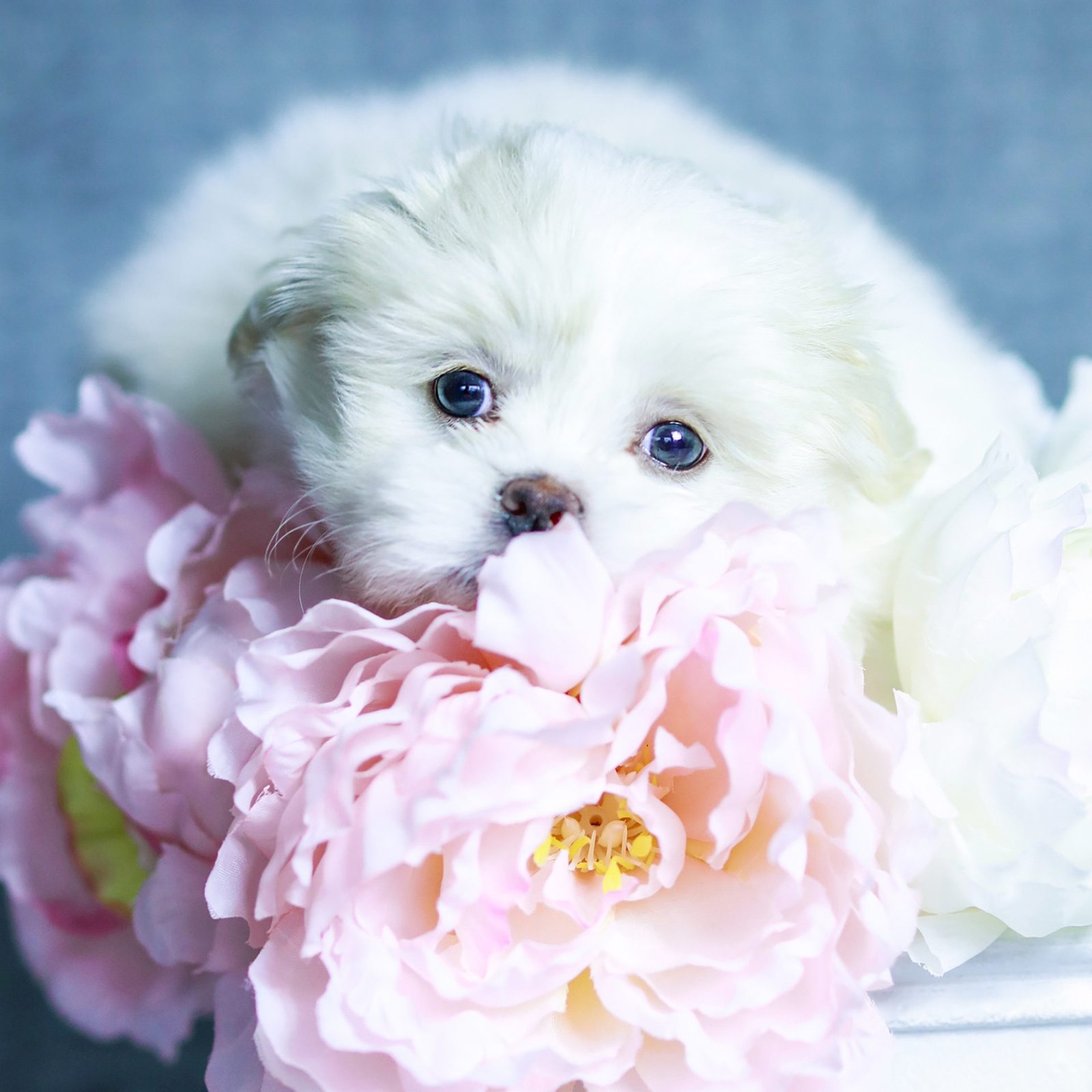 Pet Photography in Naples by Katerina Photography