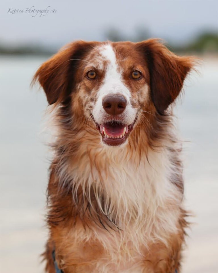 Photo of a dog by Katrina Photography